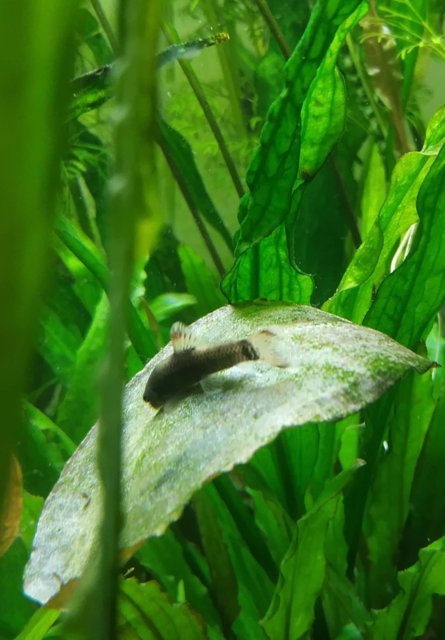 Panda garra (Garra flavatra) grazing on a leaf