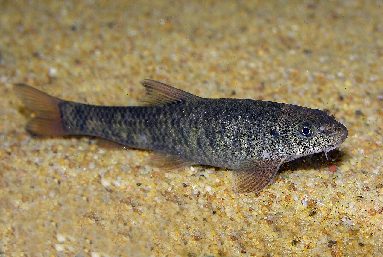 Garra rufa (poisson-docteur) au-dessus du gravier