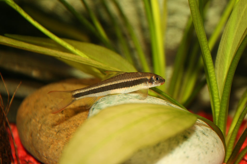 Garra cambodgien (Ceratogarra cambodgiensis) sur une pierre