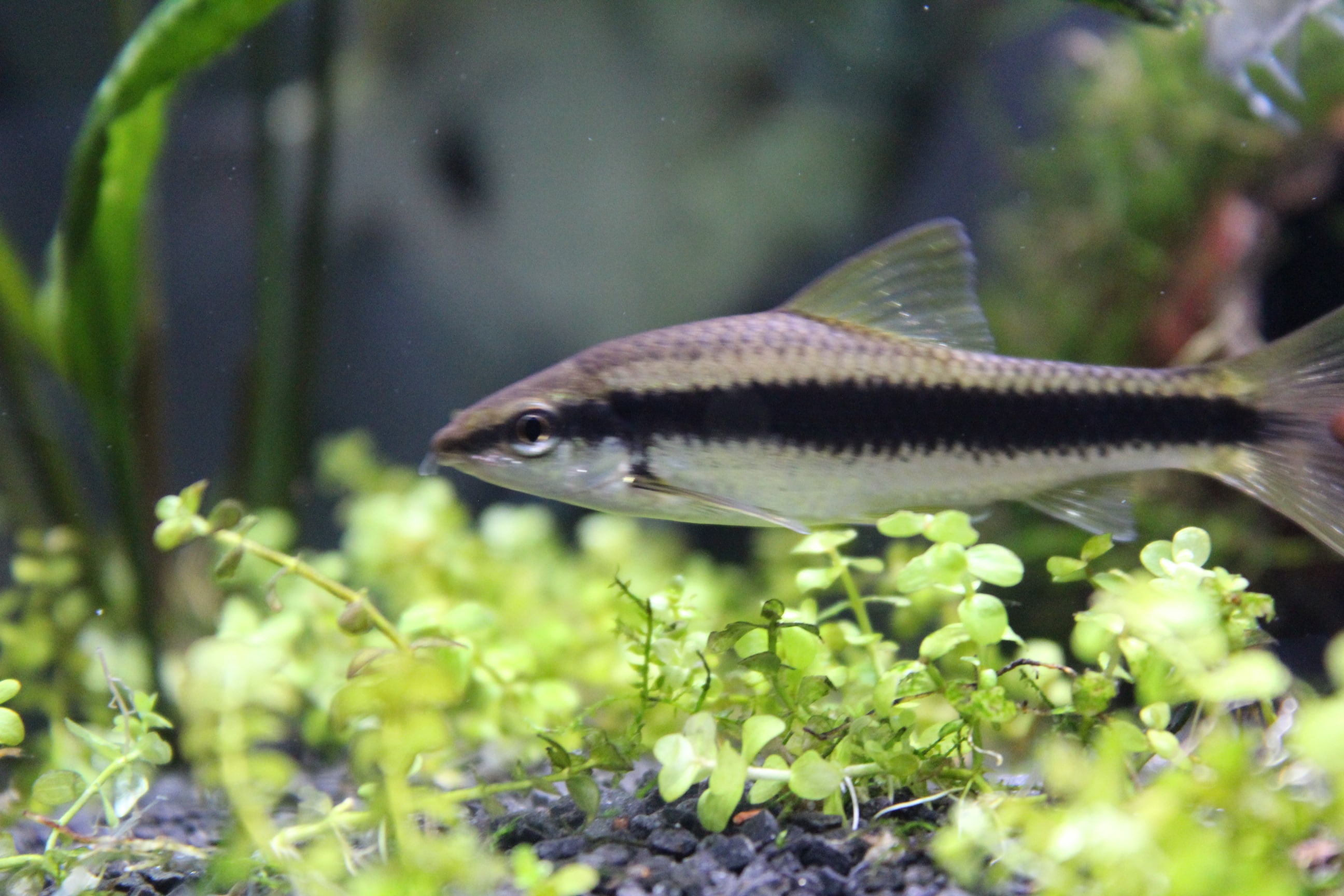Mangeur d’algues siamois (Crossocheilus oblongus)