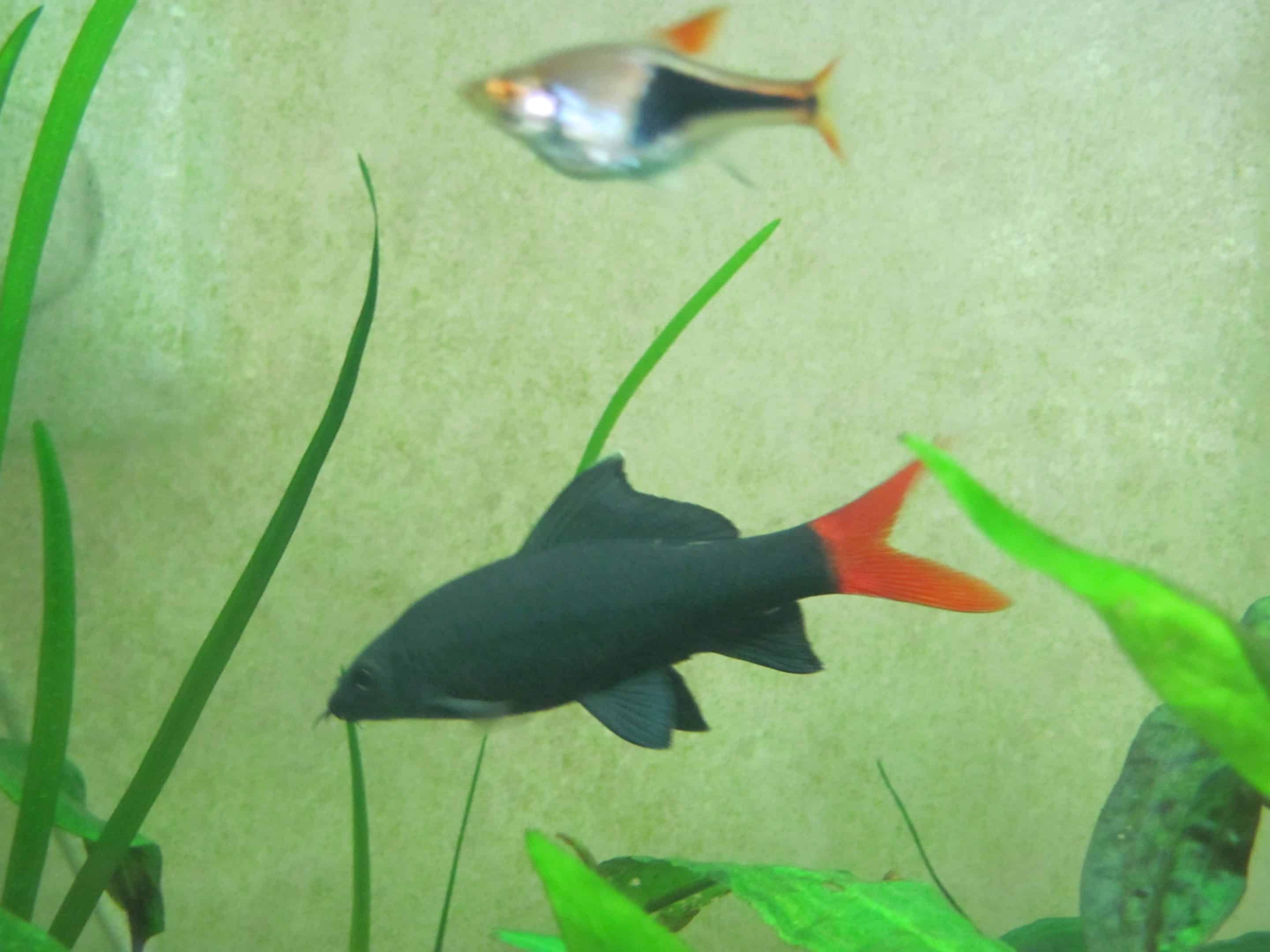Labéo bicolore (Epalzeorhynchos bicolor)