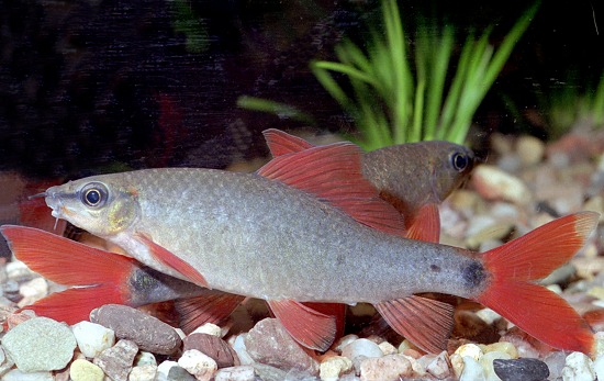 Labéo arc-en-ciel (Epalzeorhynchos frenatum)