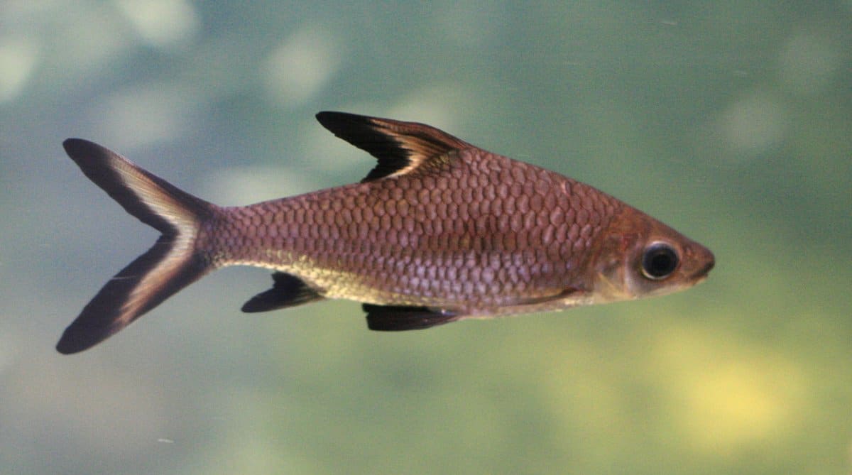 Bala shark (Balantiocheilos melanopterus)