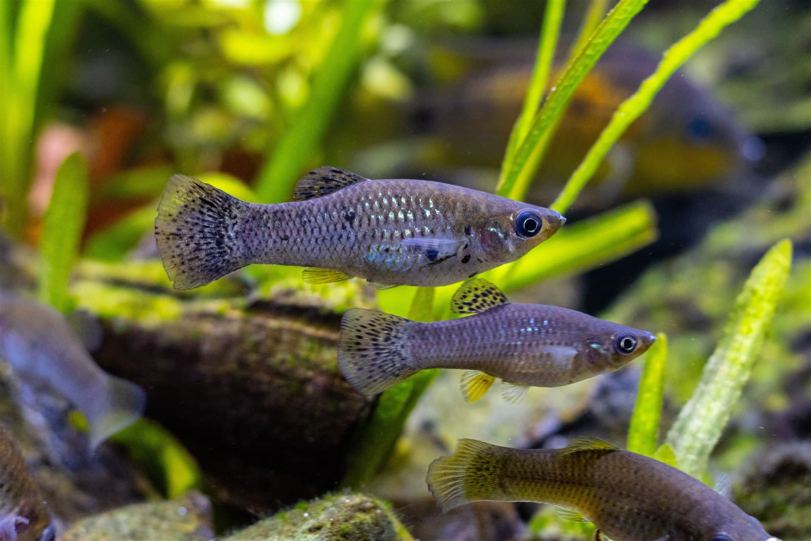 Molly à nageoires courtes, forme sauvage (Poecilia sphenops)