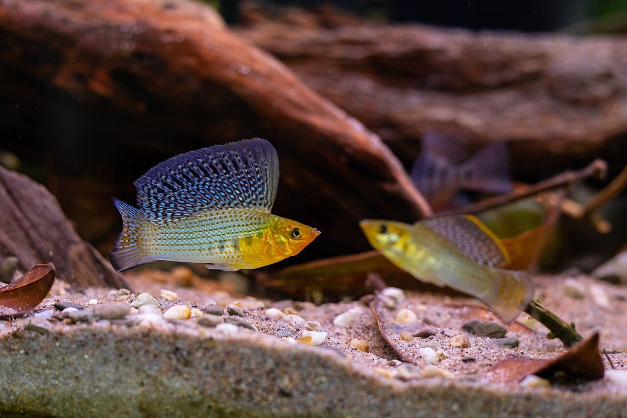 Molly voile avec sa grande nageoire dorsale (Poecilia velifera)