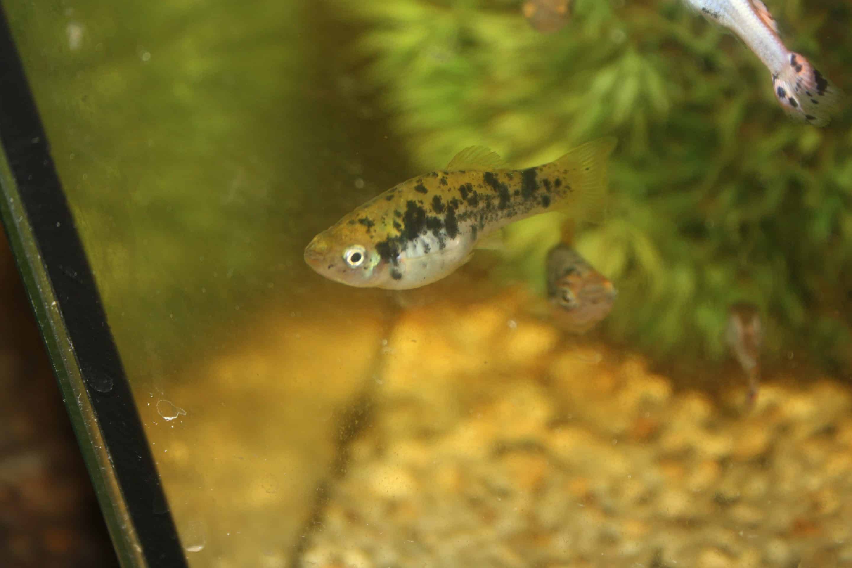 Platy varié de La Laguna (Xiphophorus variatus)
