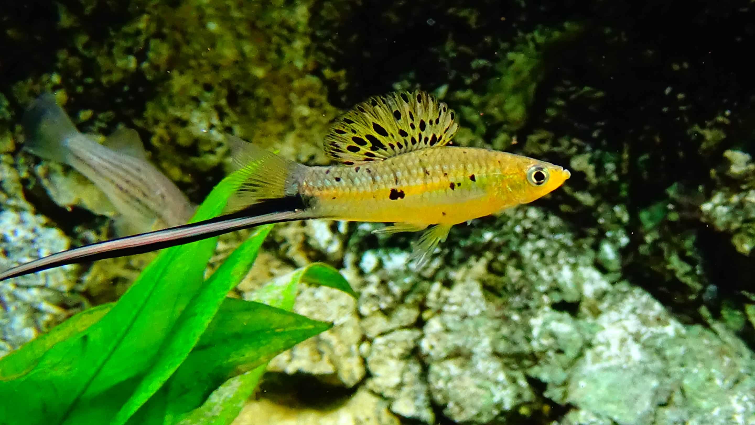 Porte-épée de Montezuma mâle (Xiphophorus montezumae)
