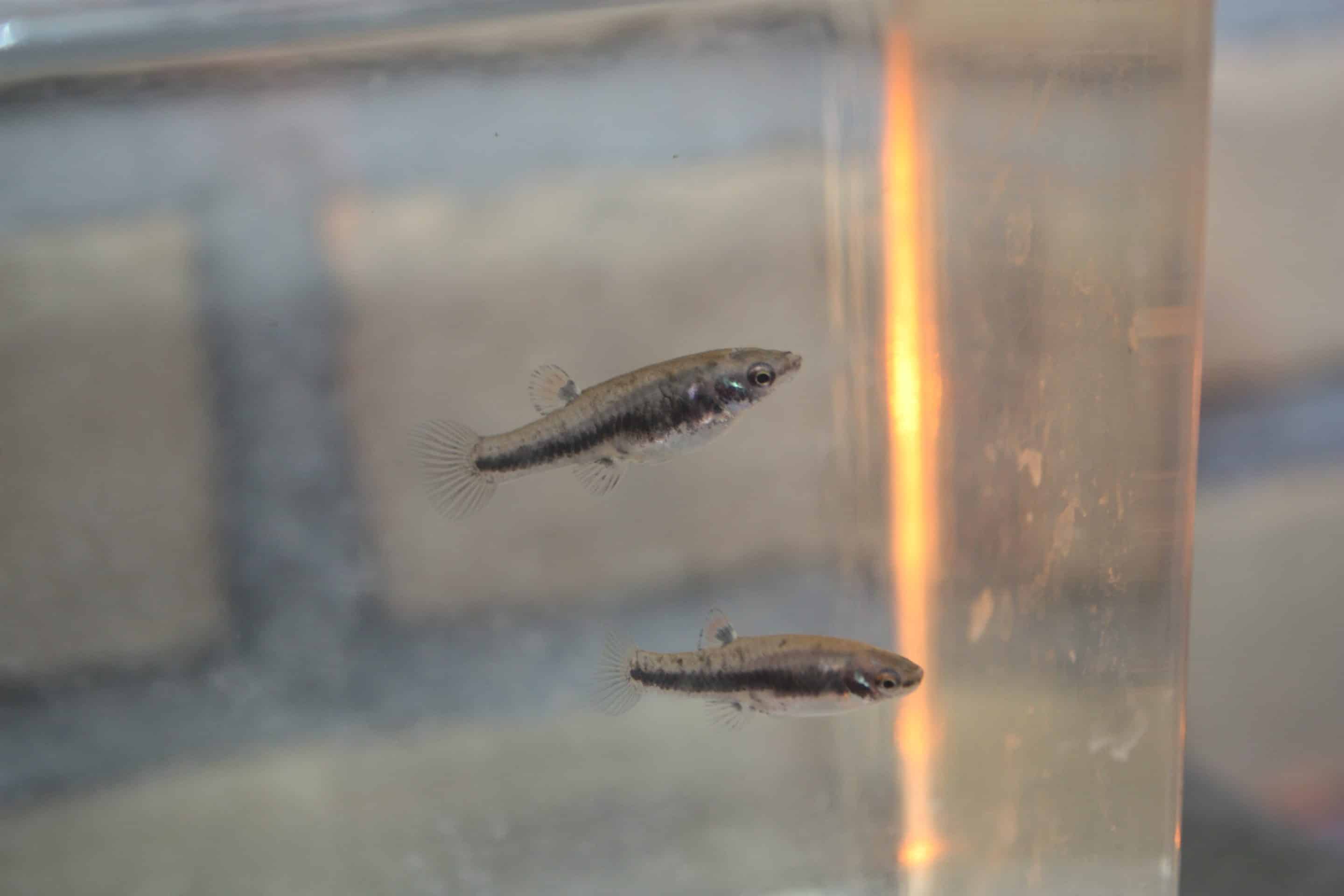 Deux femelles Heterandria formosa (Heterandria formosa)