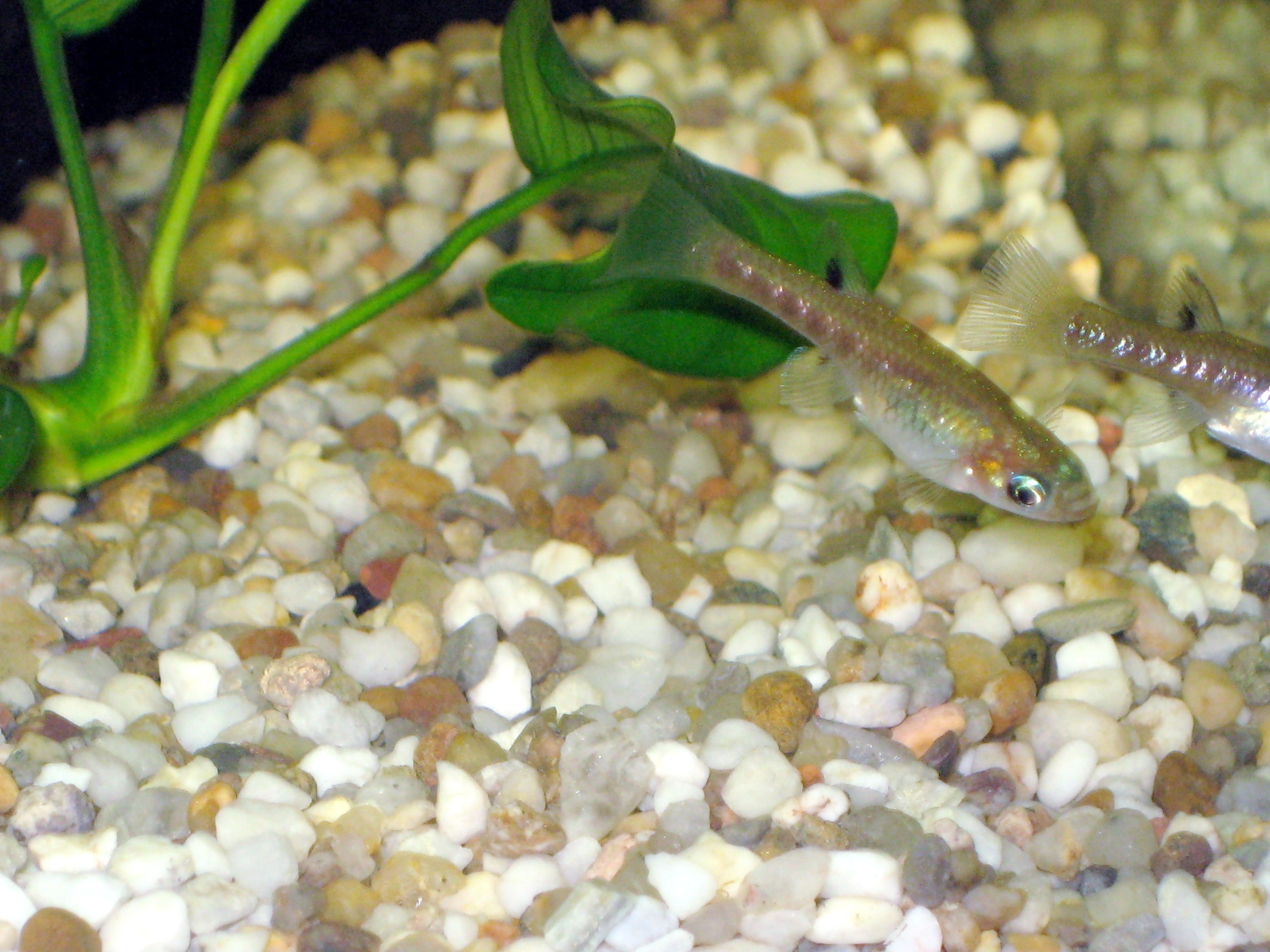 Guppy argenté (Girardinus metallicus)