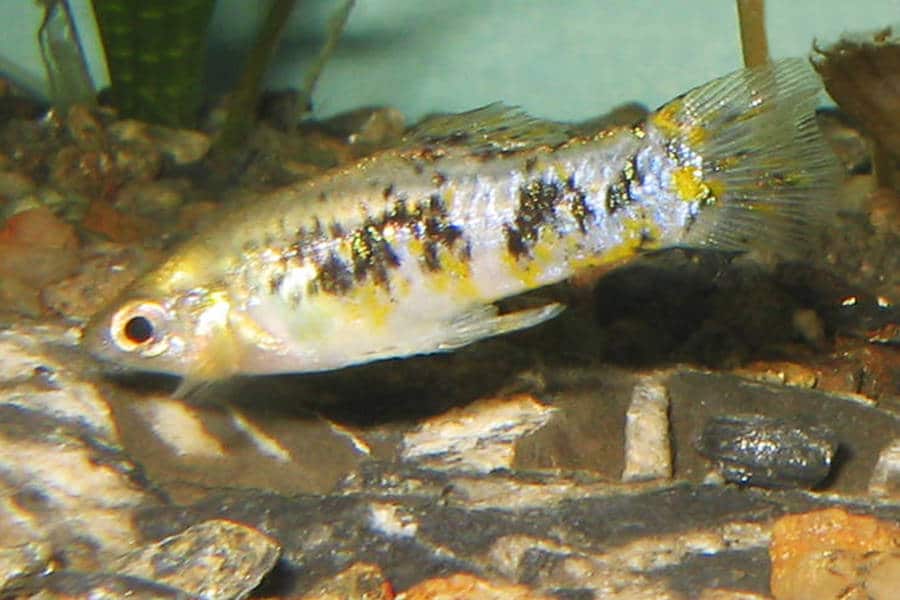 Limie cubaine (Limia vittata)