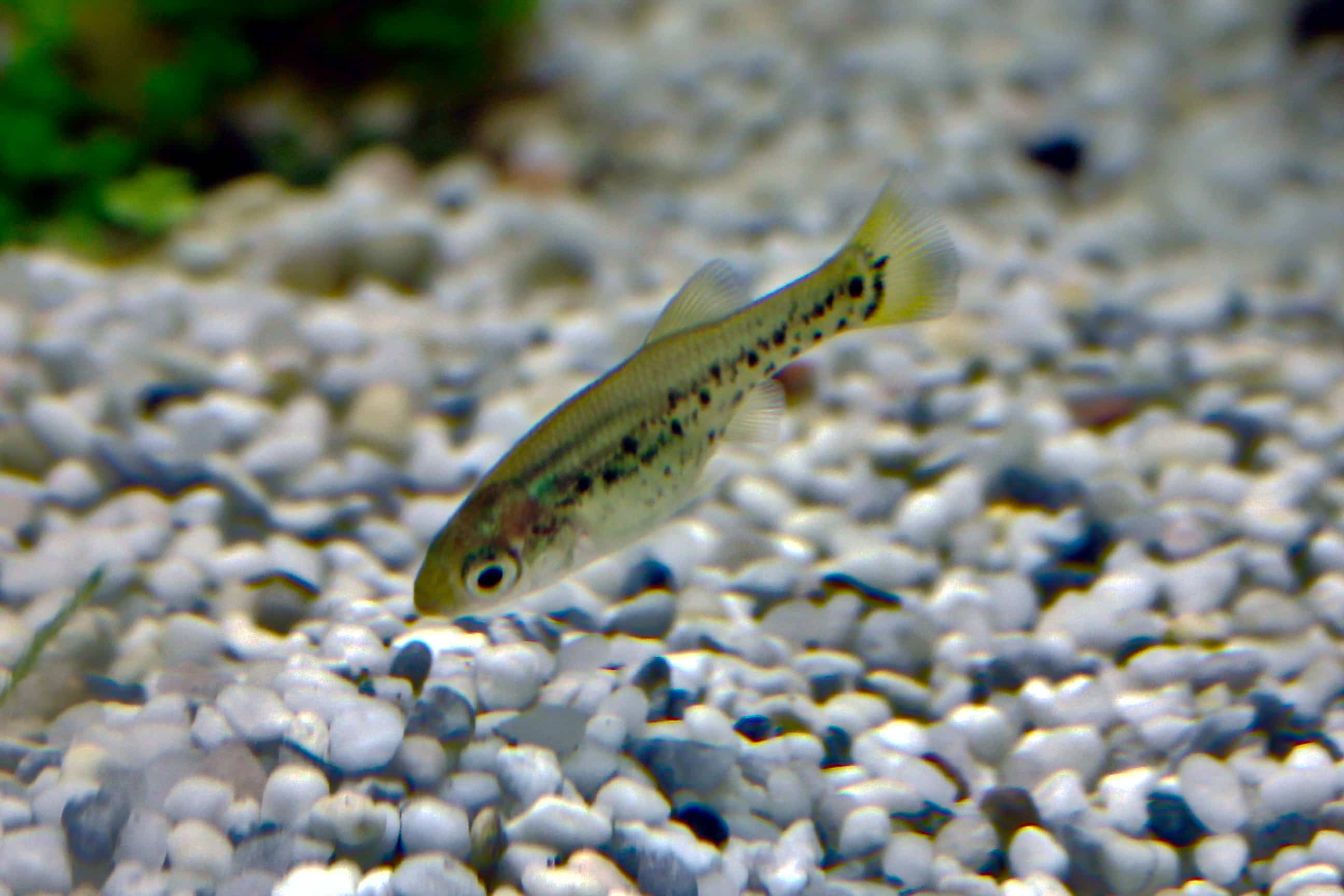 Jeune goodeidé papillon (Ameca splendens)