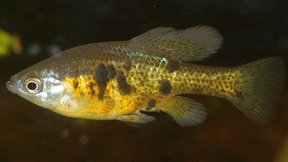 Skiffia tachetée mâle (Skiffia multipunctata)
