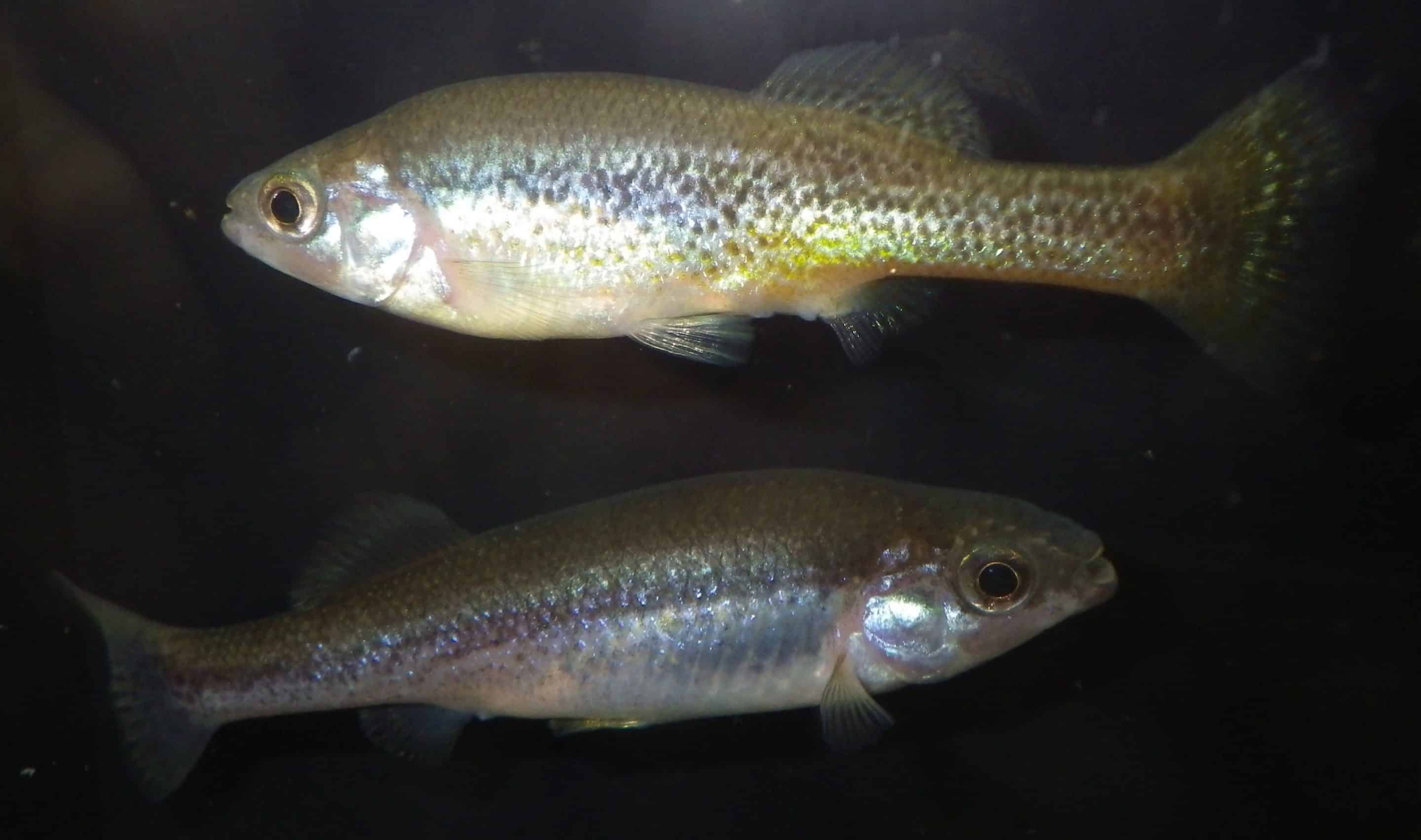 Couple de goodeidés à poitrine dorée (Ilyodon furcidens)
