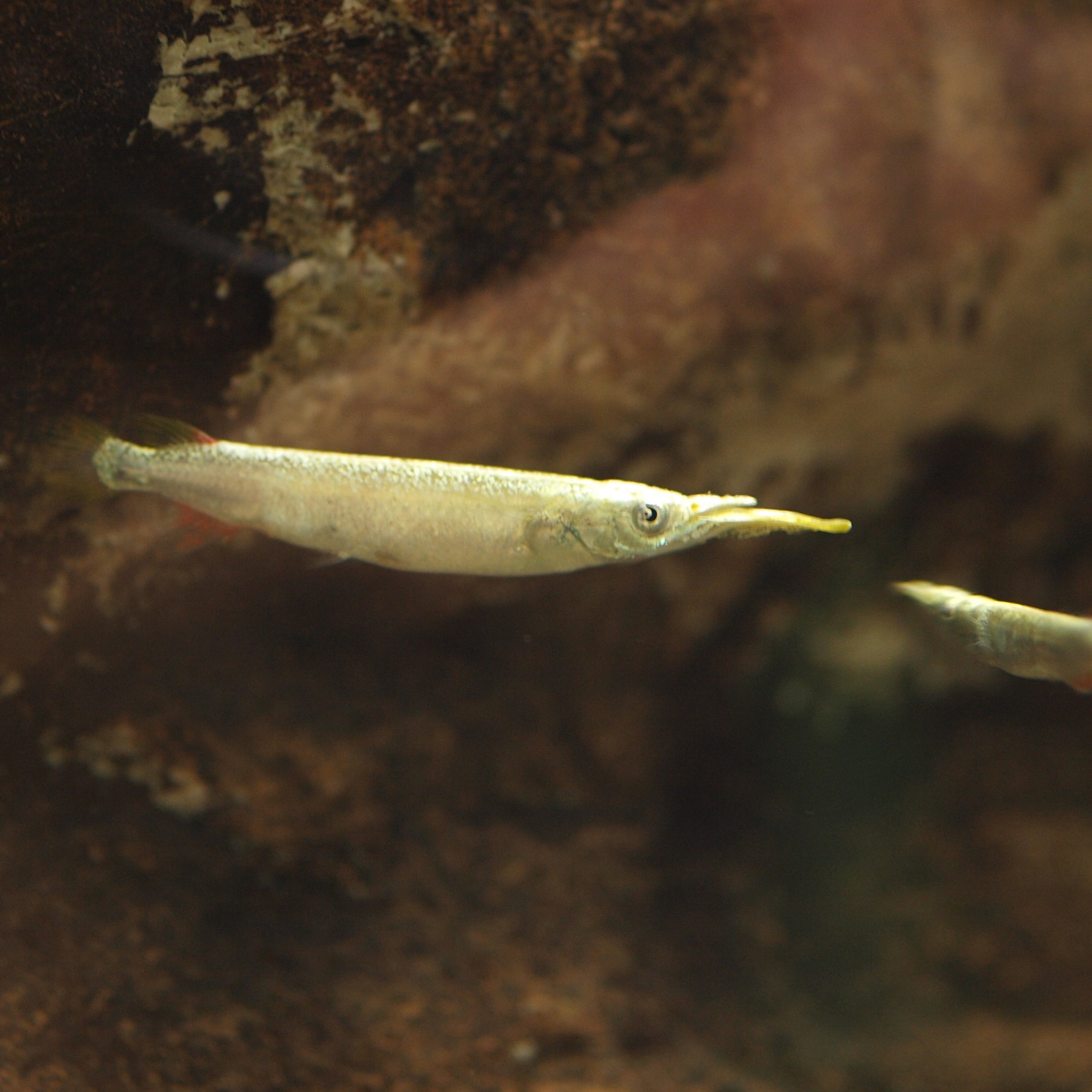 Demi-bec combattant (Dermogenys pusilla)
