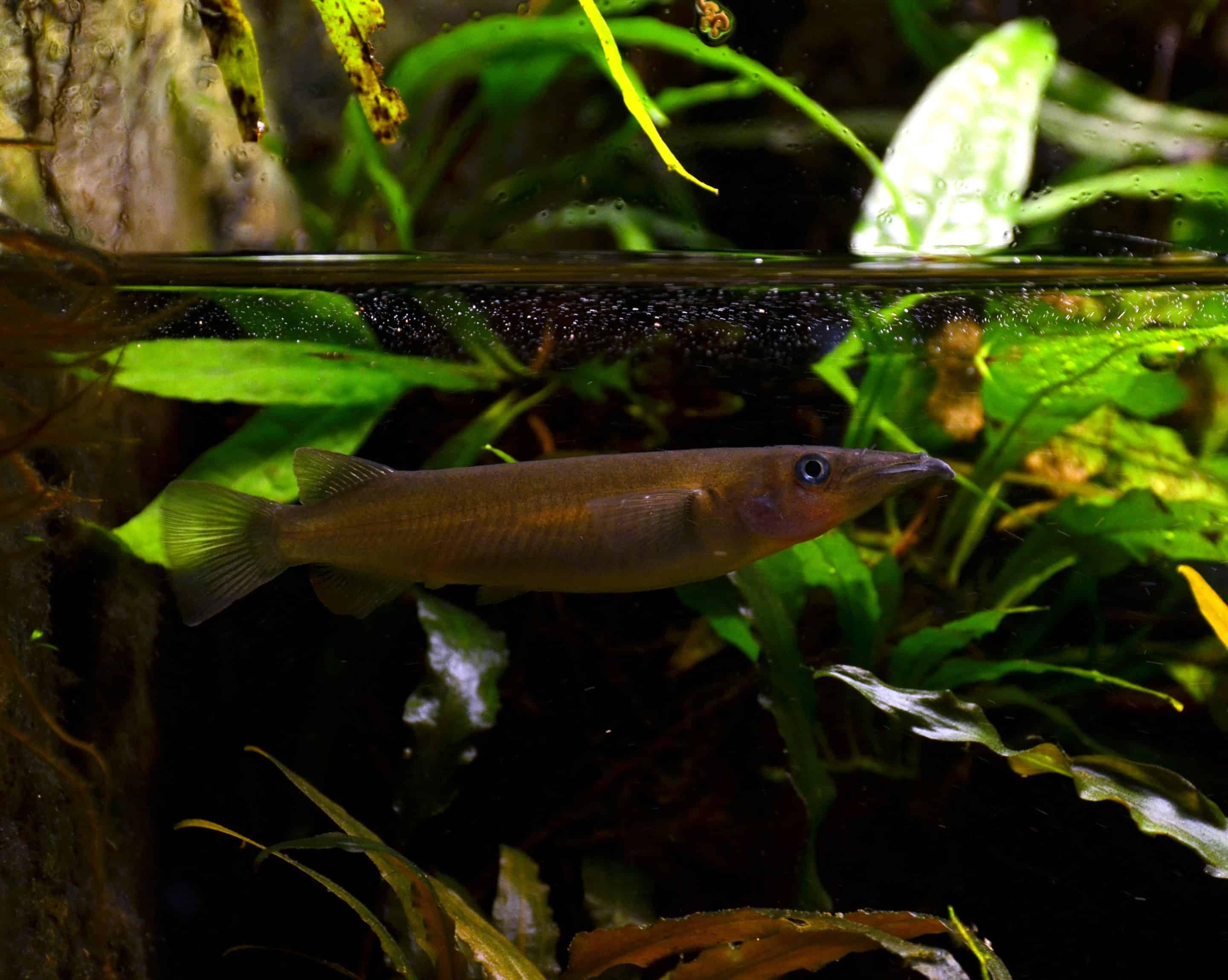 Demi-bec des Célèbes (Nomorhamphus liemi)