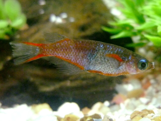 Daisy’s ricefish (Oryzias woworae)