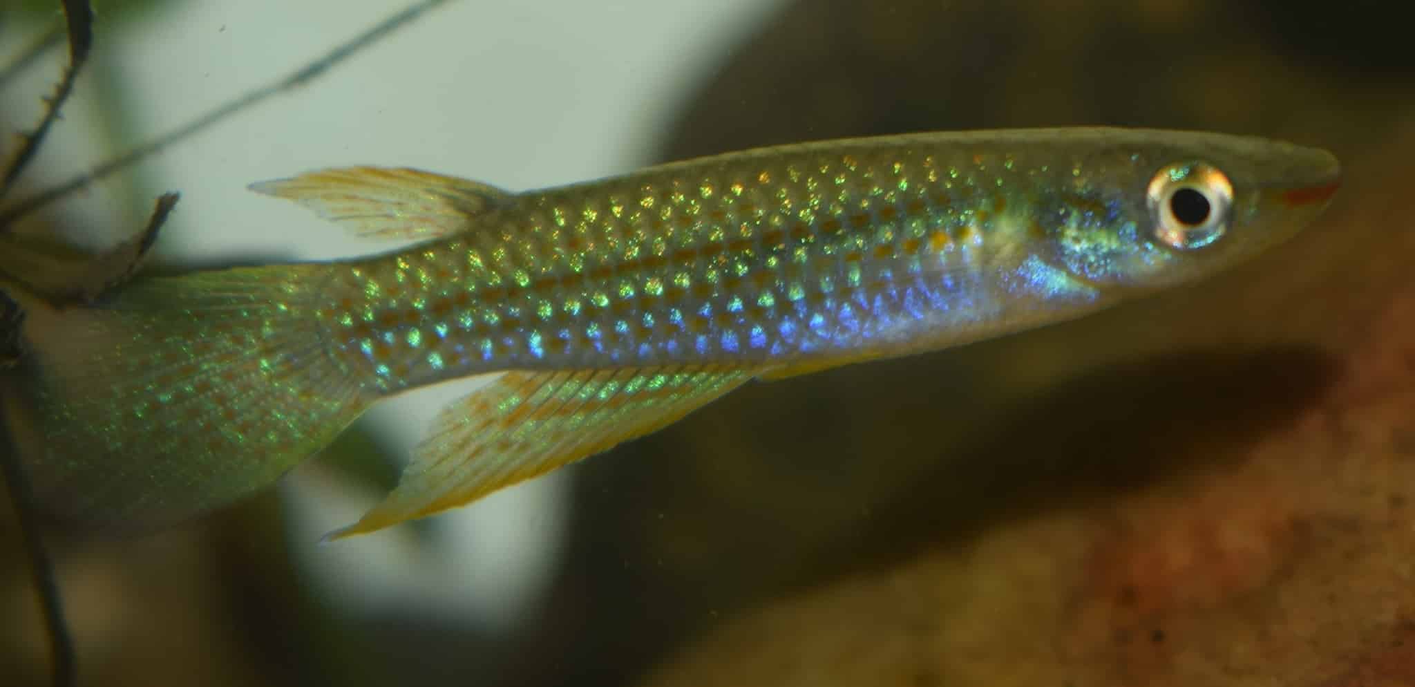 Gestreepte panchax (Aplocheilus lineatus)