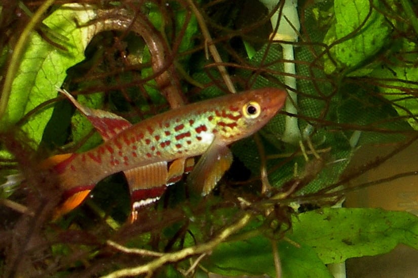 Cape Lopez lyretail (Aphyosemion australe)