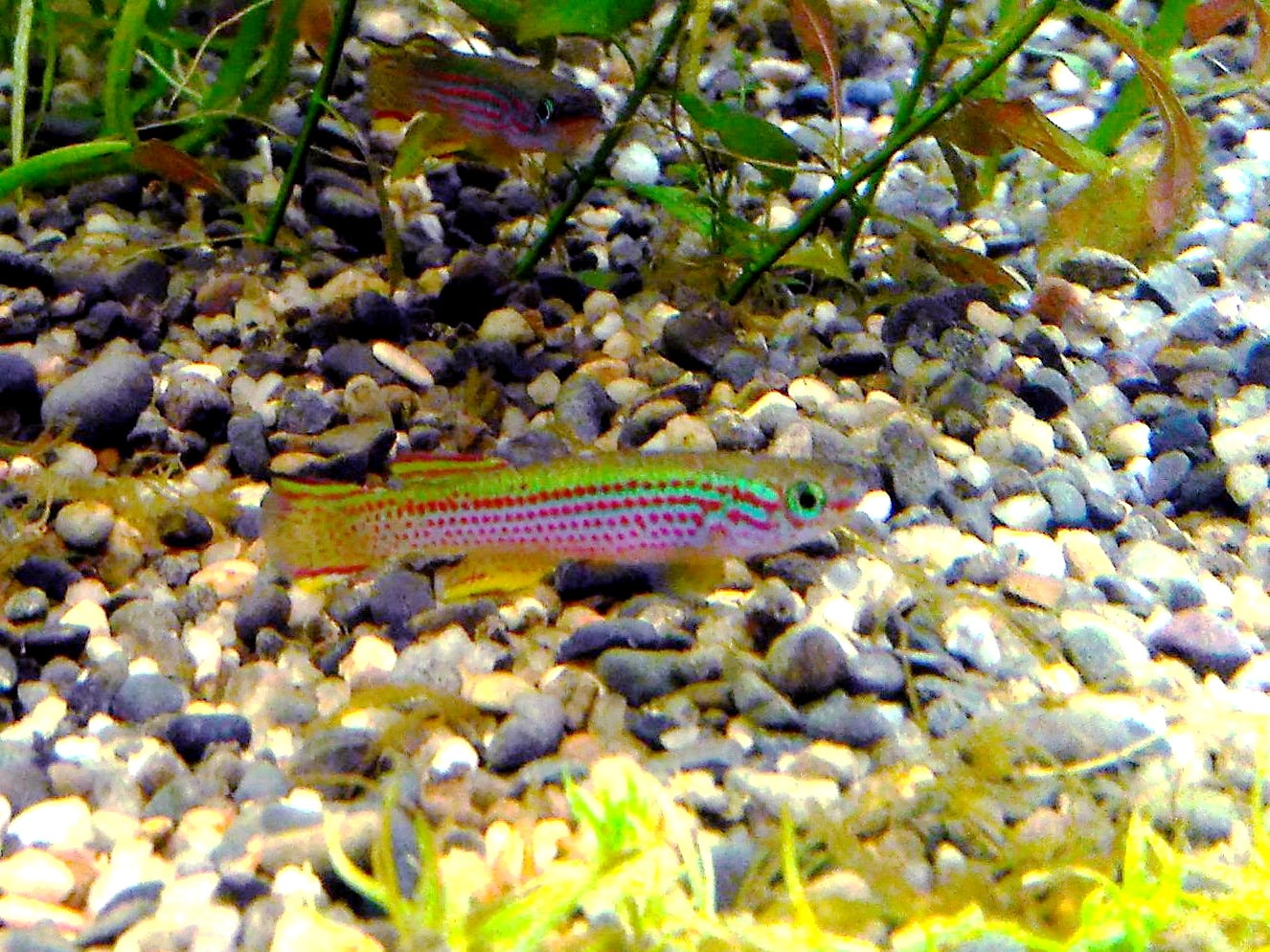 Red-striped lyretail (Aphyosemion striatum)