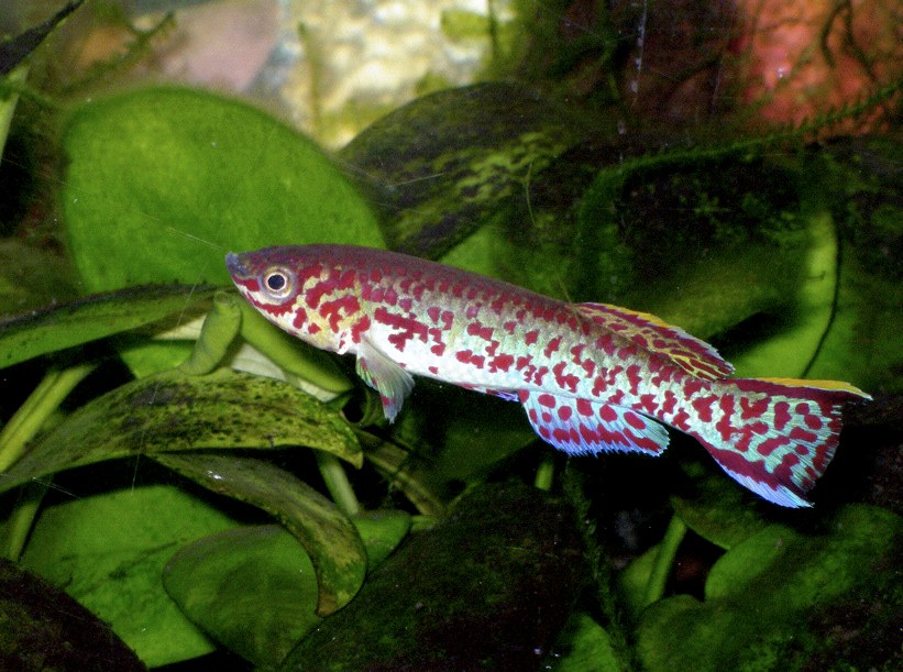 Male blue lyretail (Fundulopanchax gardneri)