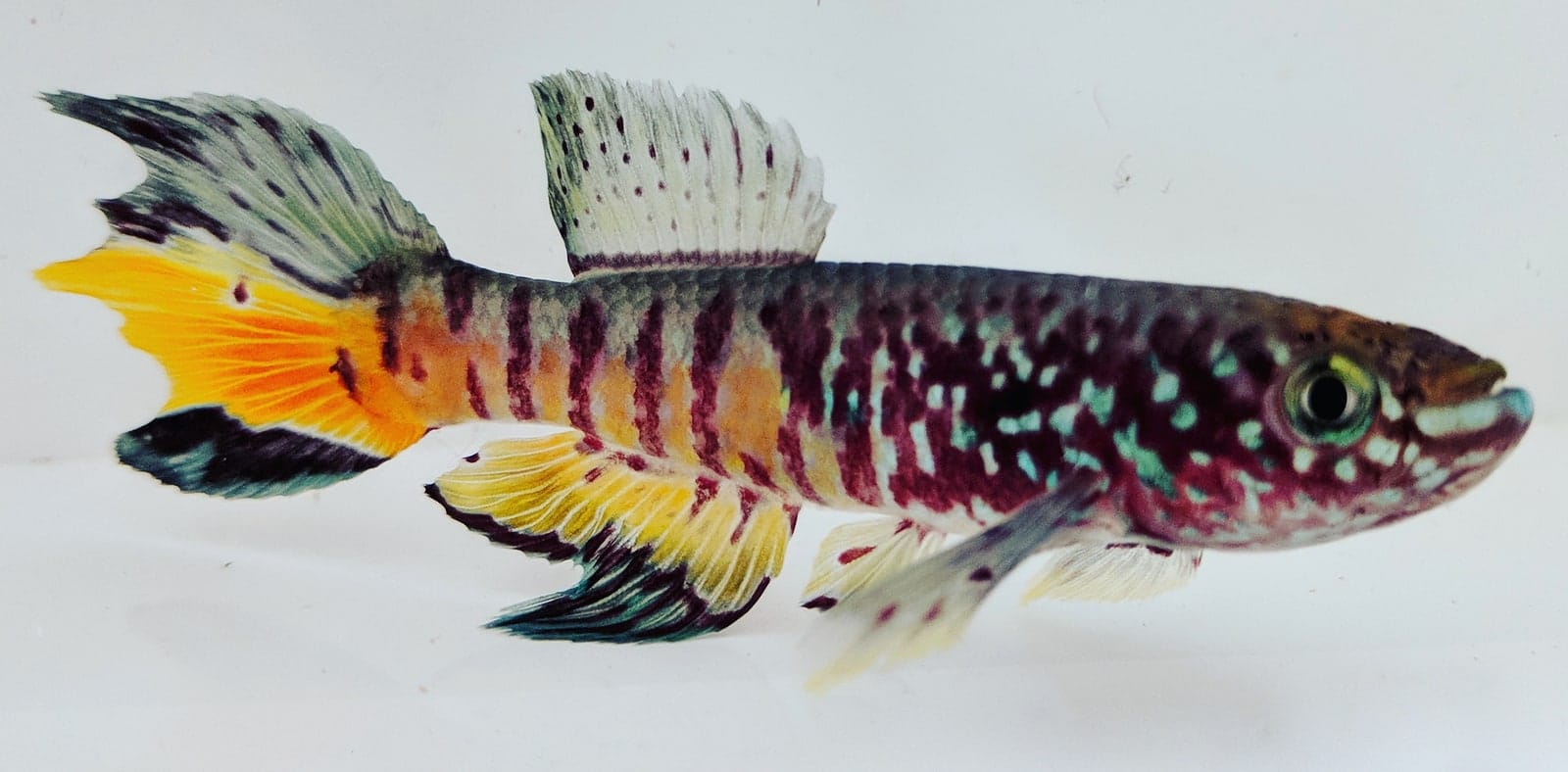 Male Blue gularis, Niger Delta form (Fundulopanchax sjostedti)