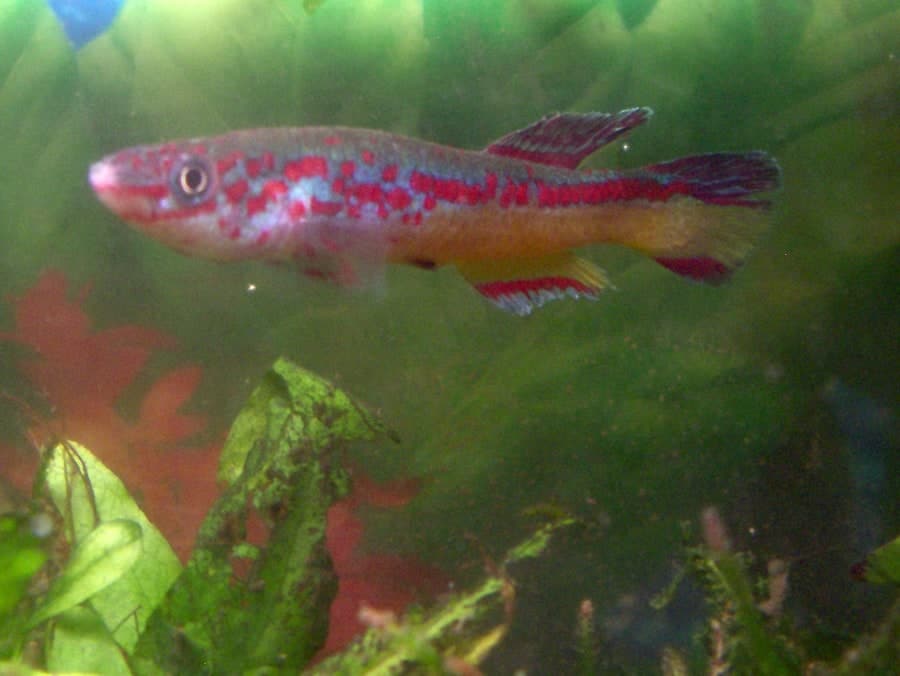 Killi d’Amiet mâle (Fundulopanchax amieti)