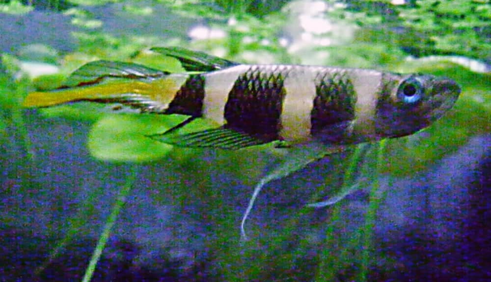 Mâle killie clown (Epiplatys annulatus)