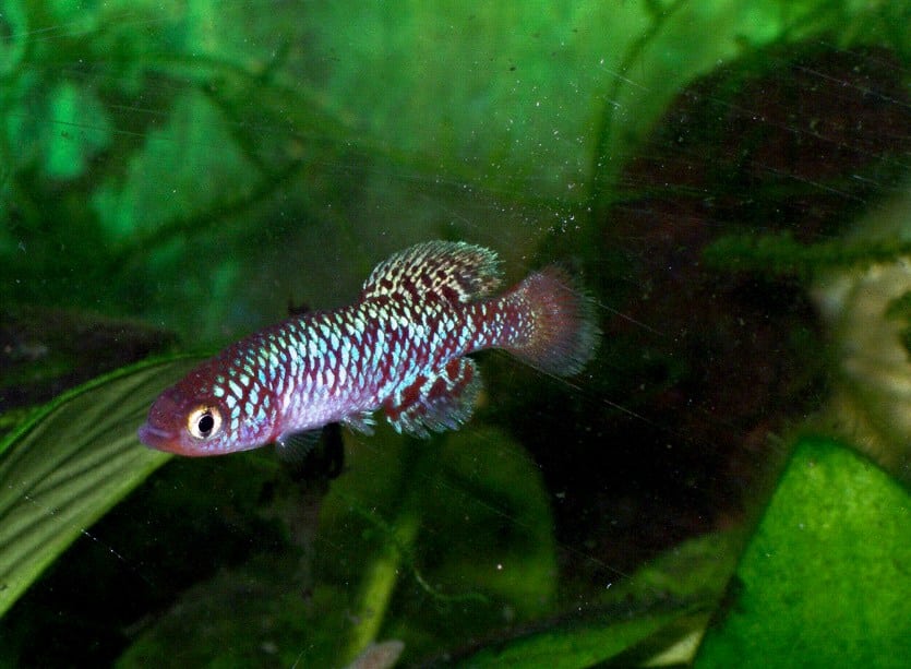 Jeune mâle nothobranche de Rachow (Nothobranchius rachovii)
