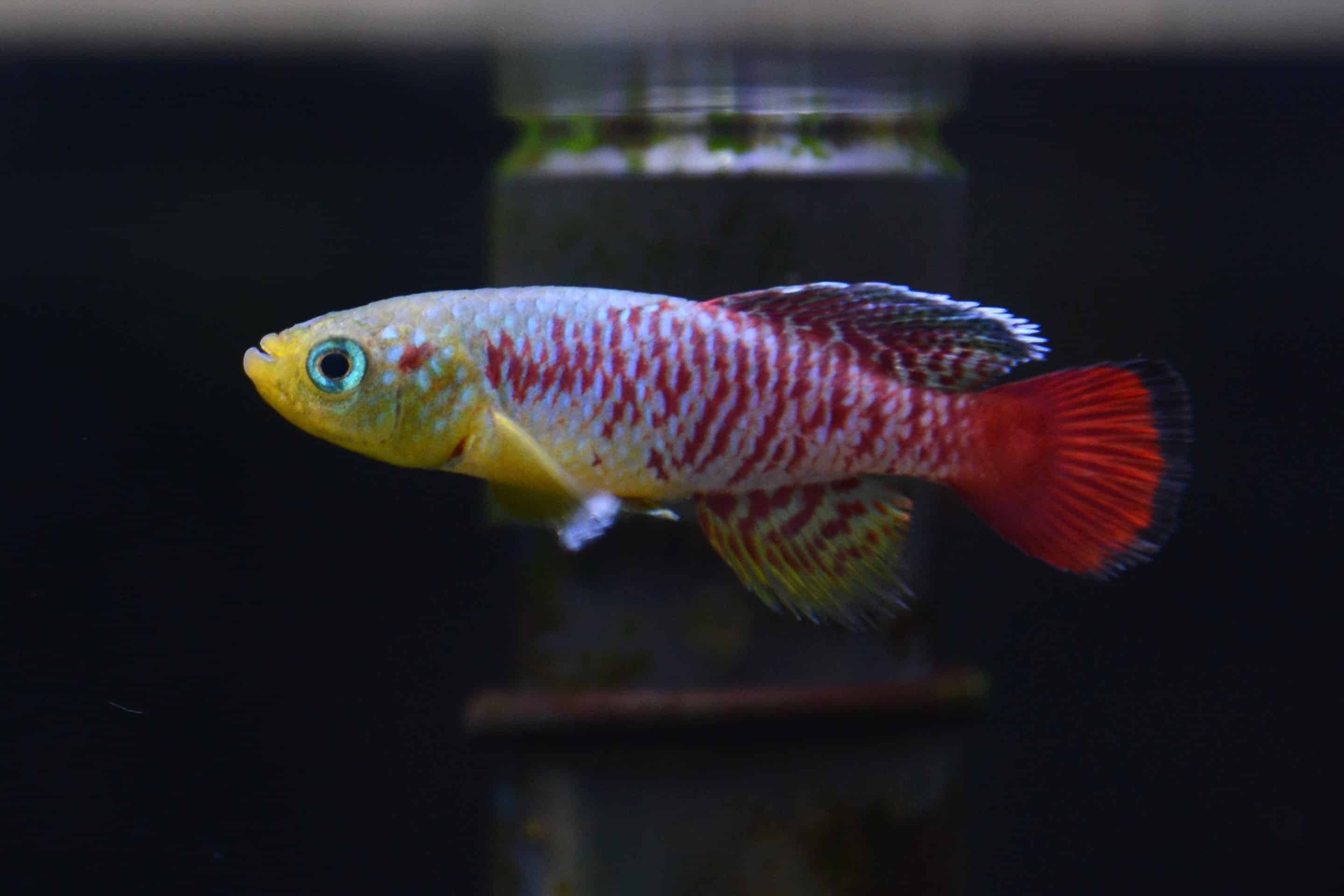 Mâle nothobranche de Gunther (Nothobranchius guentheri)
