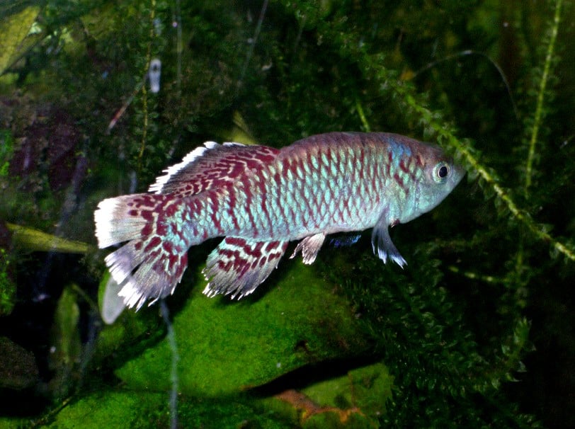Mâle nothobranchie d’Egger (Nothobranchius eggersi)