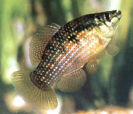 Floridatandkarper (Jordanella floridae)