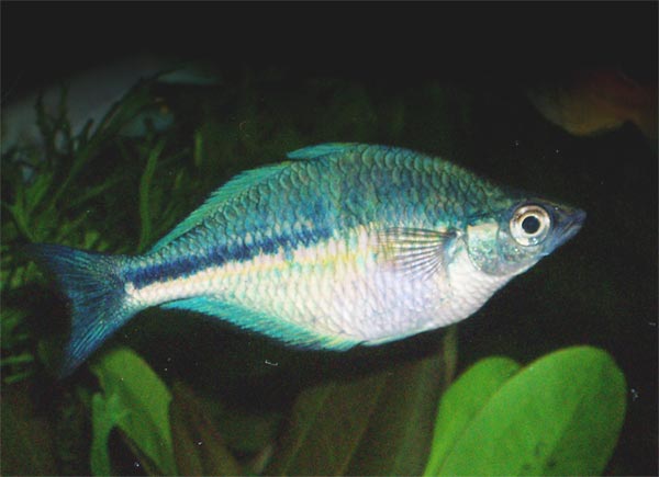 Kutubu-regenboogvis (Melanotaenia lacustris)