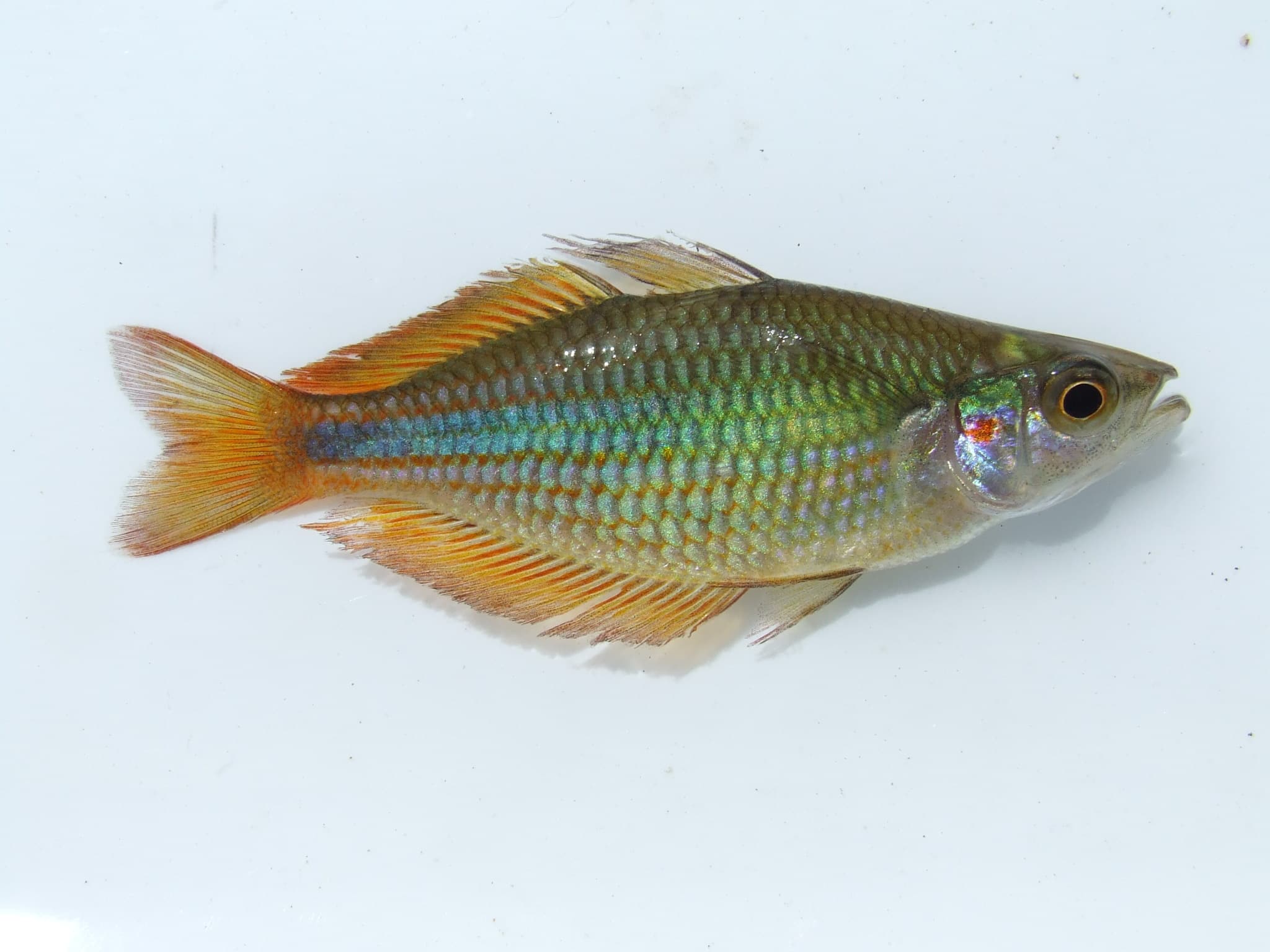 Poisson arc-en-ciel à bandes (Melanotaenia trifasciata)