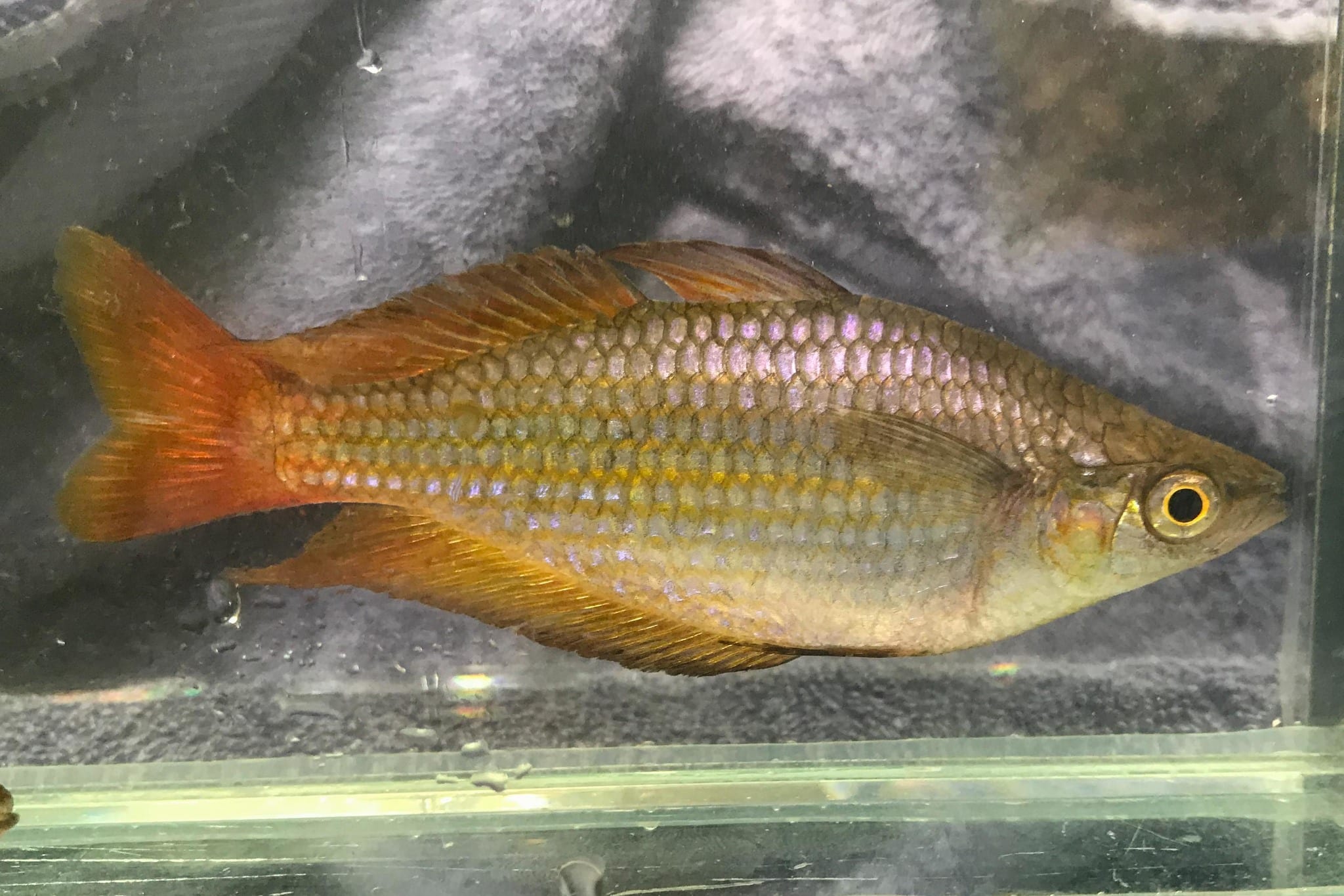 Poisson arc-en-ciel oriental (Melanotaenia splendida)