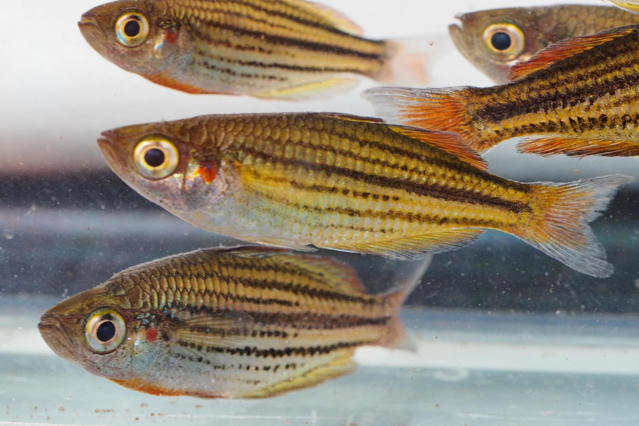 Poisson arc-en-ciel de McCulloch (Melanotaenia maccullochi)