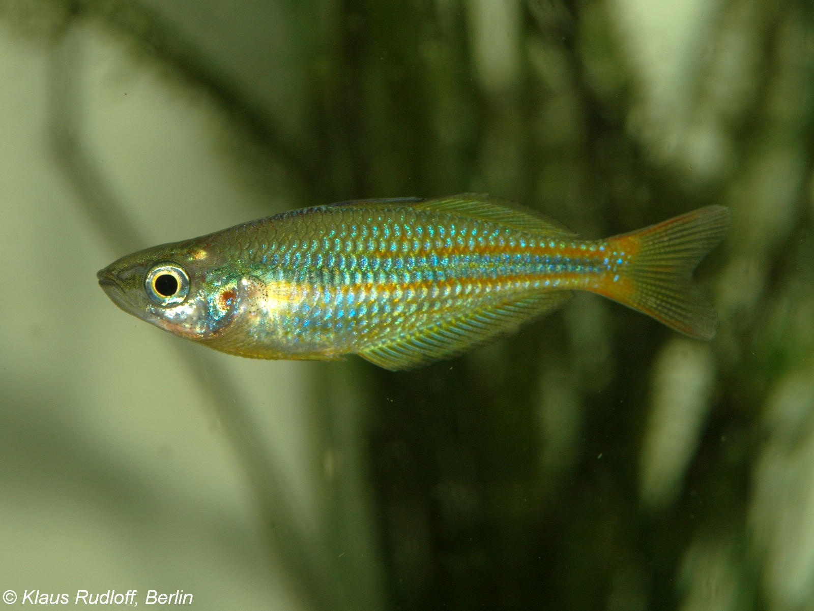 Poisson arc-en-ciel du lac Tebera (Melanotaenia herbertaxelrodi)