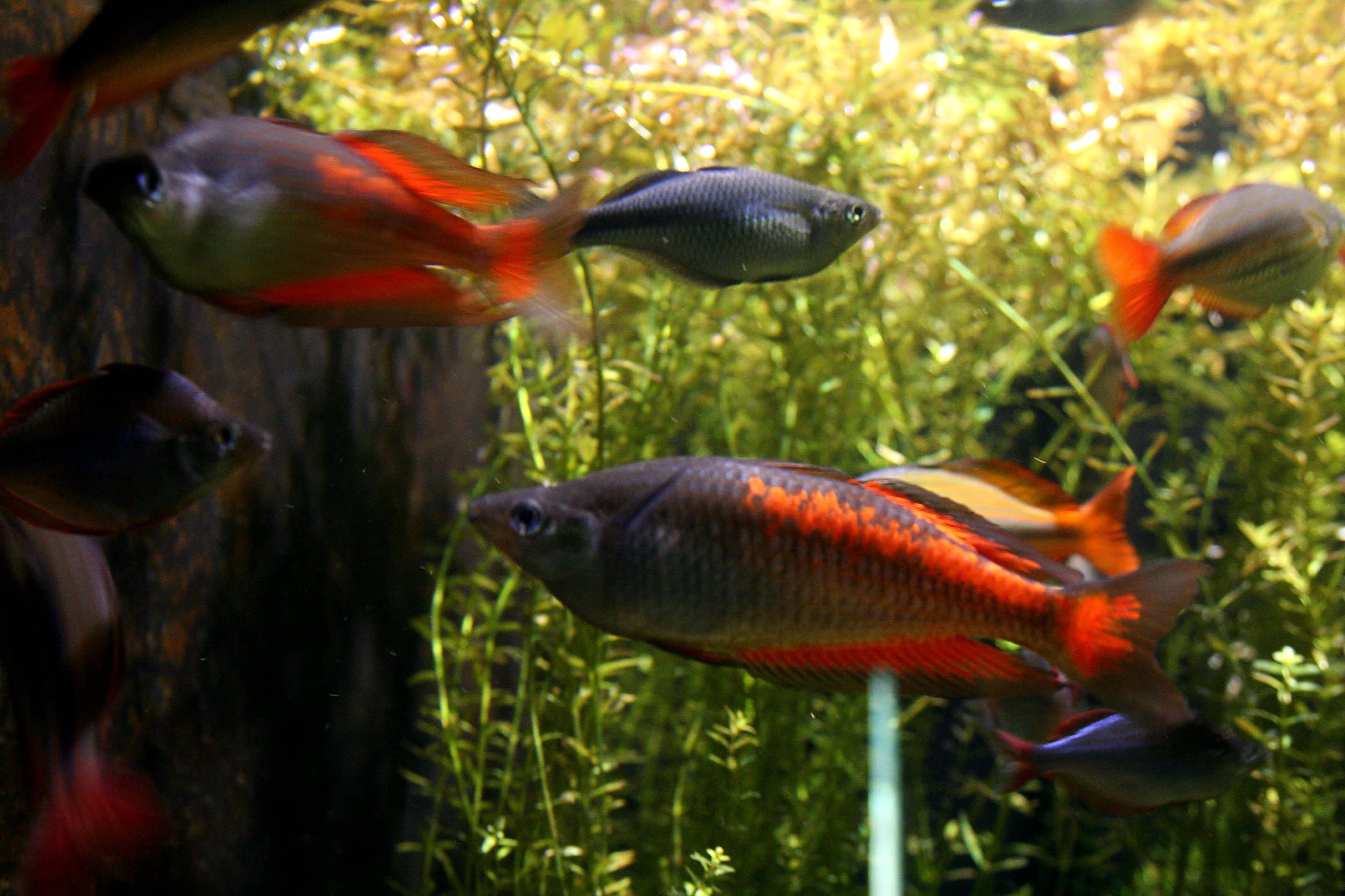 Poisson arc-en-ciel de Parkinson (Melanotaenia parkinsoni)