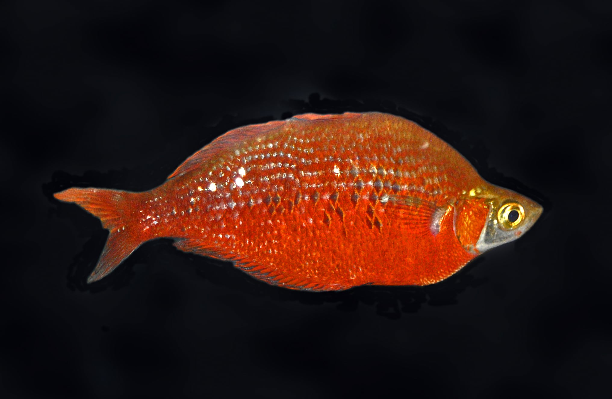Poisson arc-en-ciel rouge (Glossolepis incisa)
