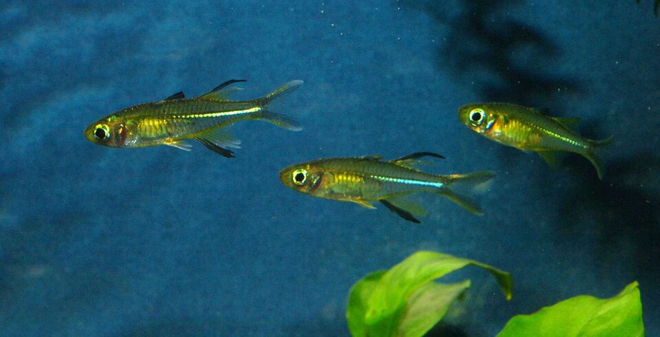 Celebes-regenboogvis (Marosatherina ladigesi)