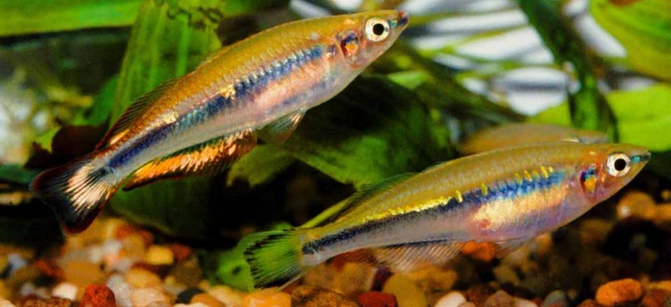 Jong koppel Madagaskarregenboogvissen (Bedotia madagascariensis)