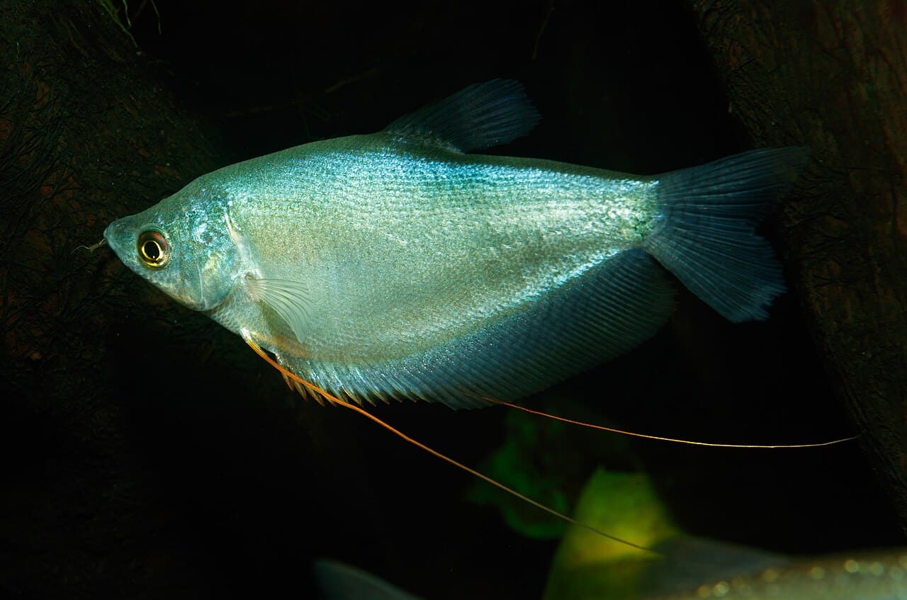 Gourami lune (Trichopodus microlepis)
