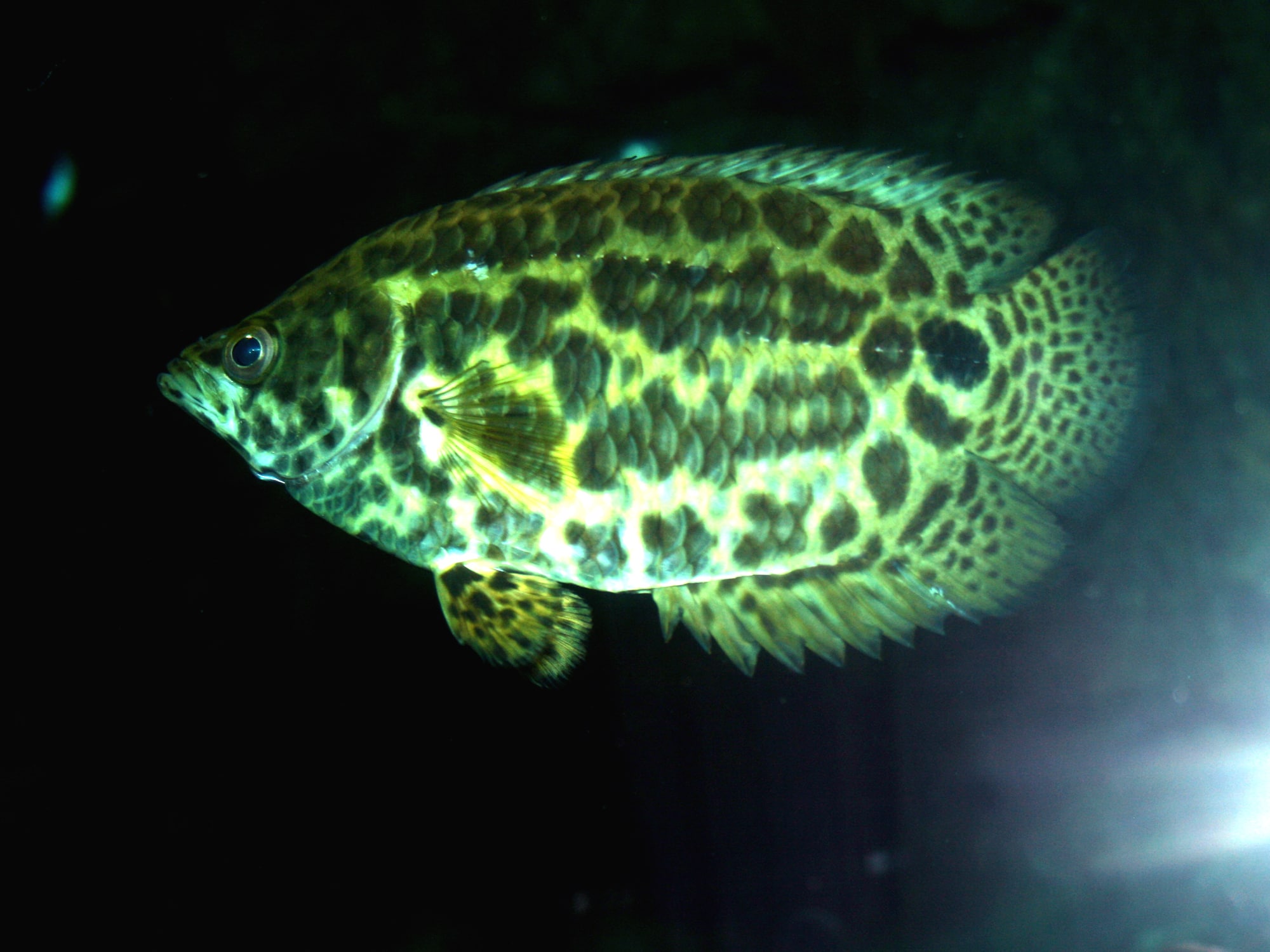 Leopard bushfish (Ctenopoma acutirostre)