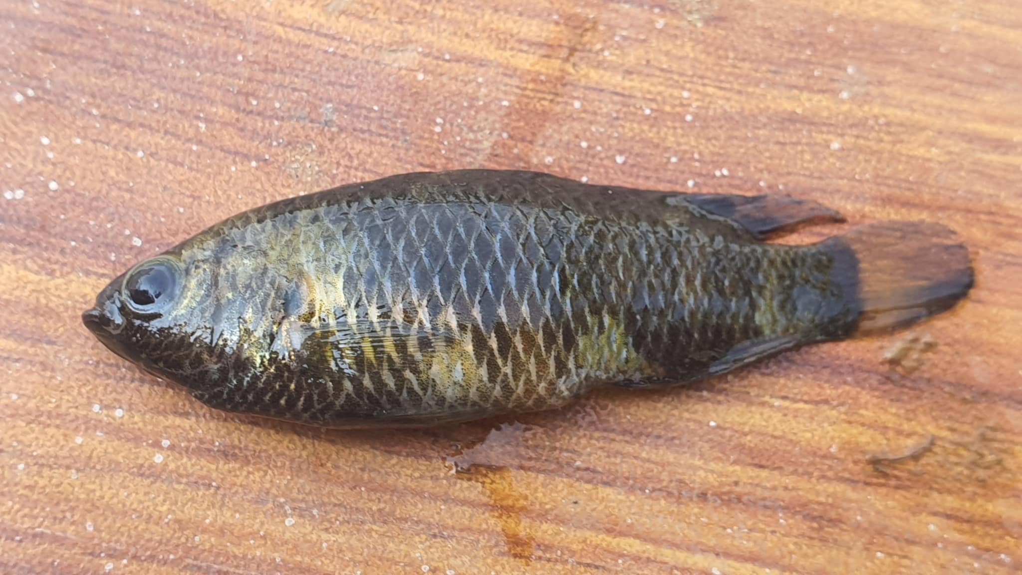 Blue badis (Badis badis)