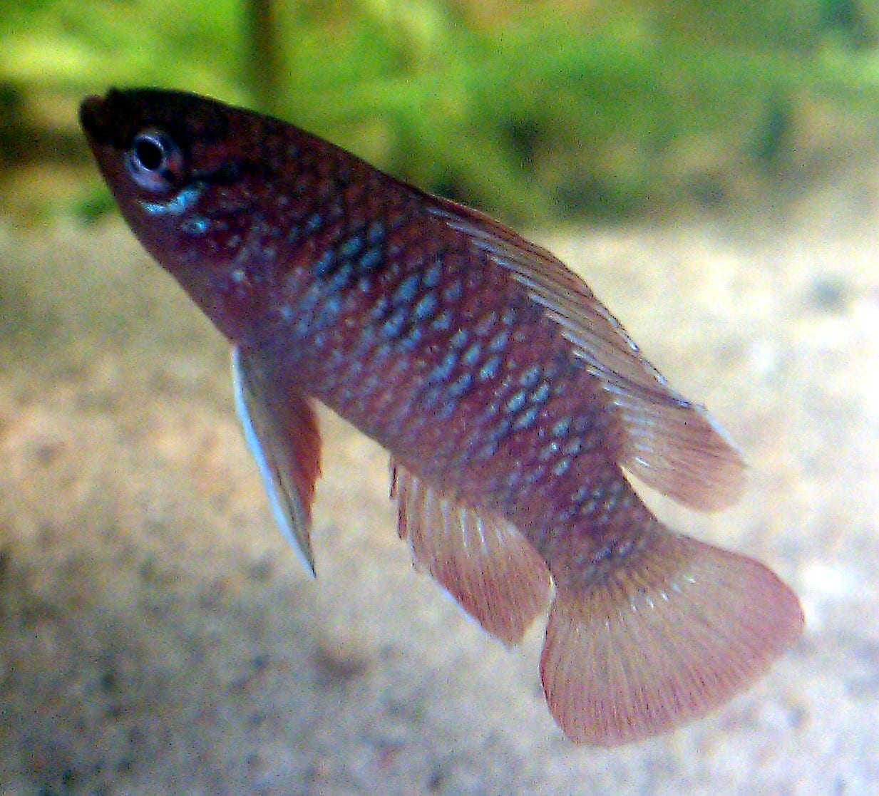Scarlet badis (Dario dario)