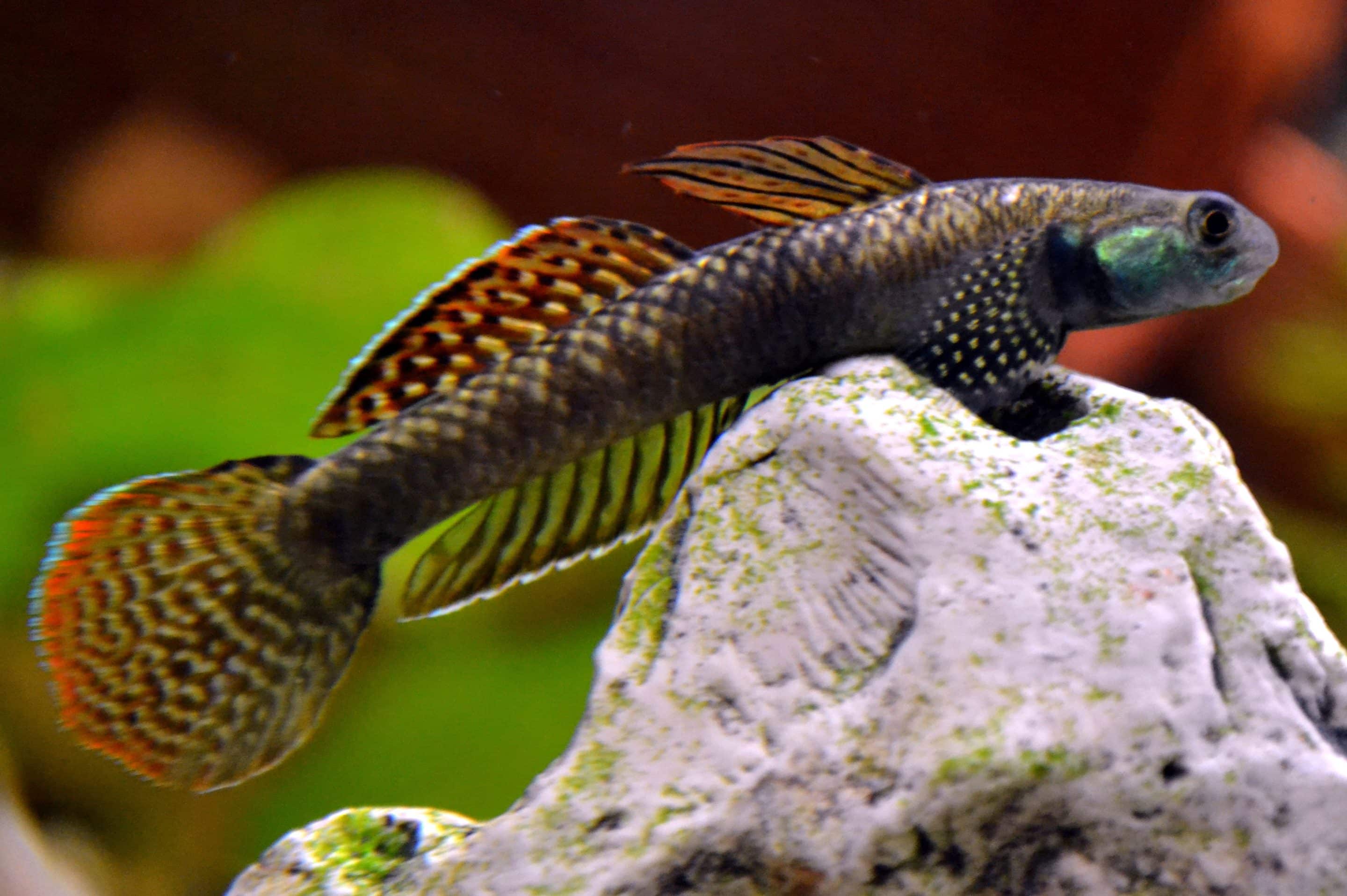 Regenbooggrondel (Stiphodon ornatus)