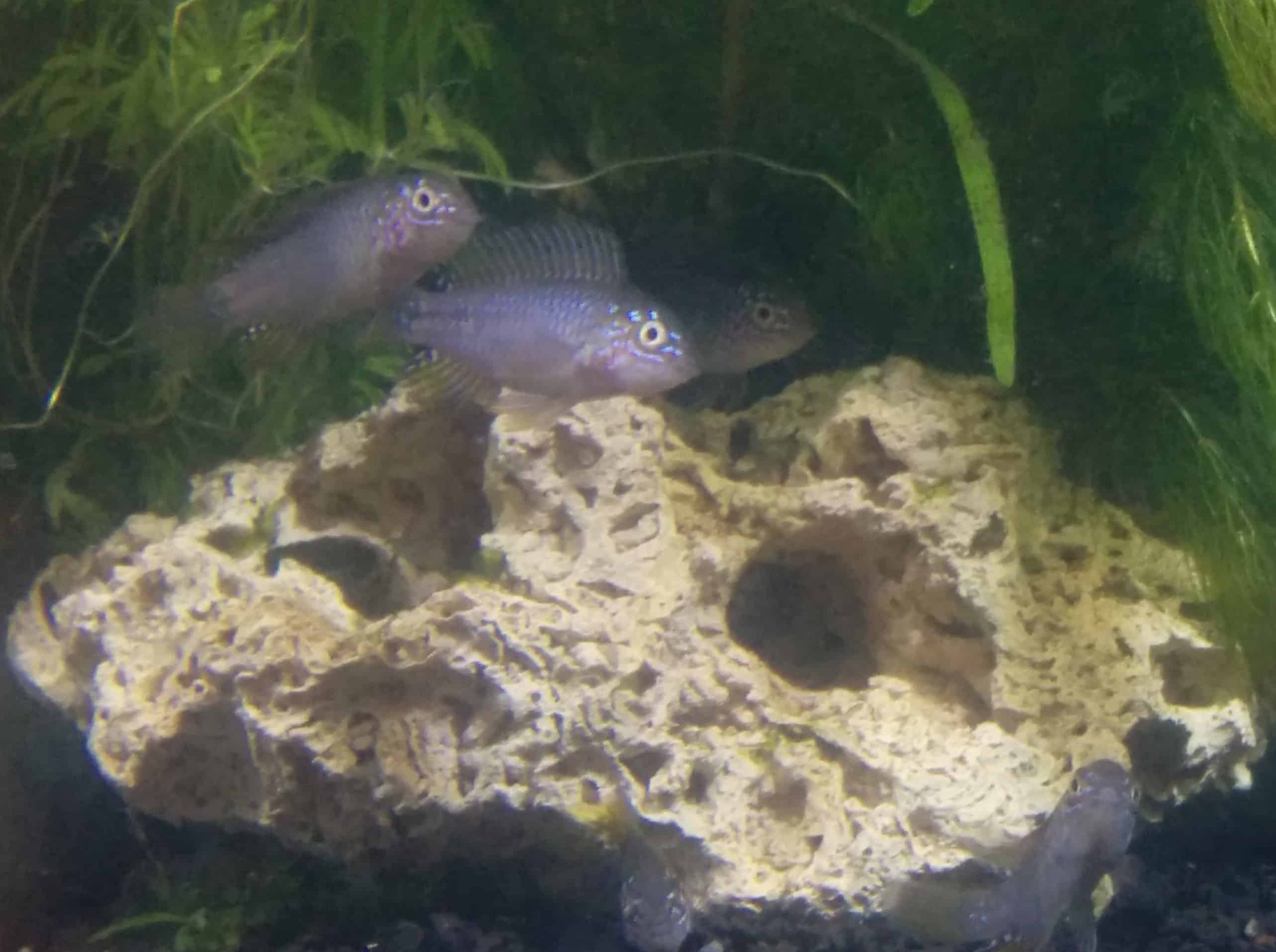 Borelli's dwarf cichlid (Apistogramma borellii)