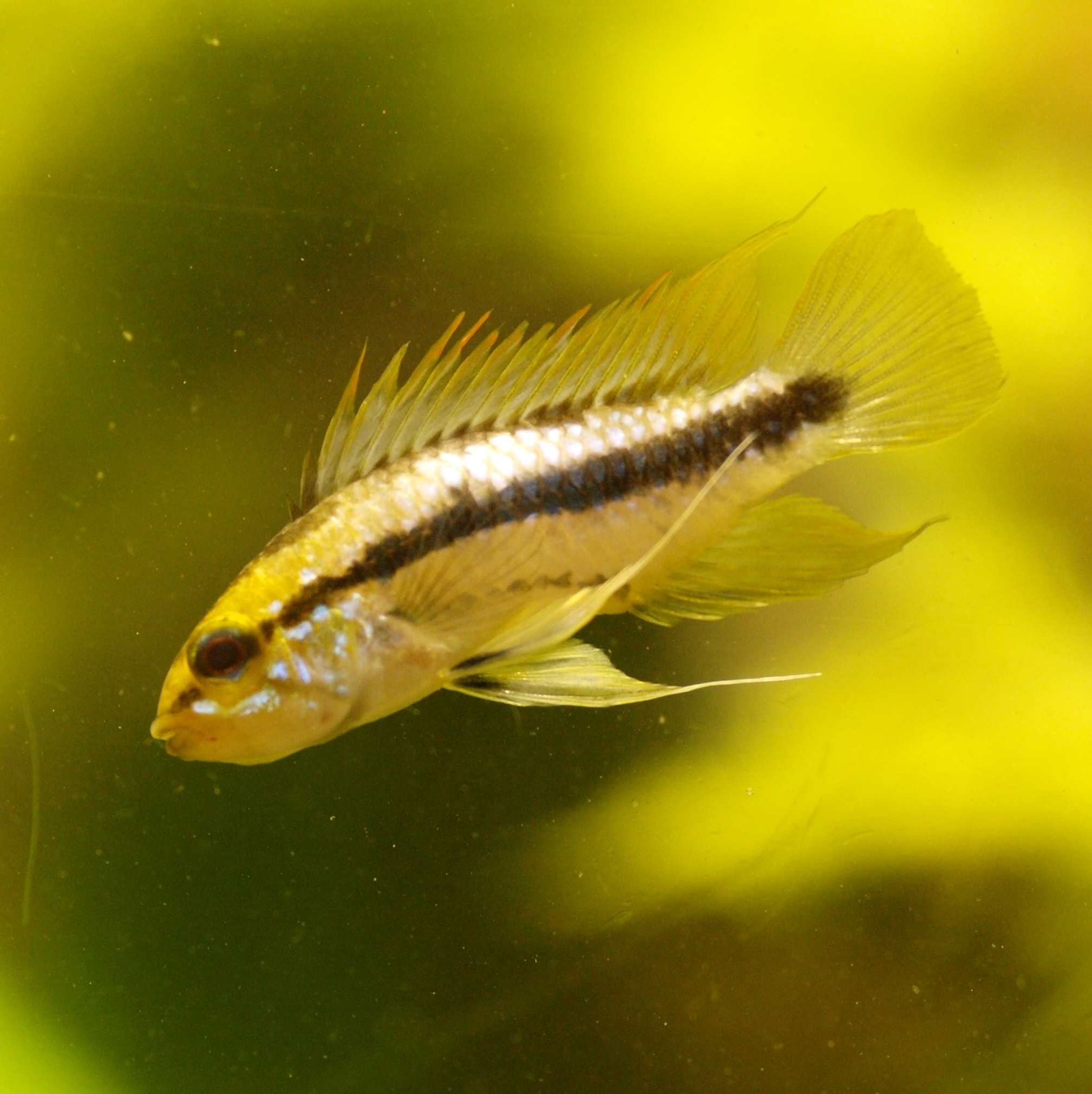 Three-striped apisto (Apistogramma trifasciata)