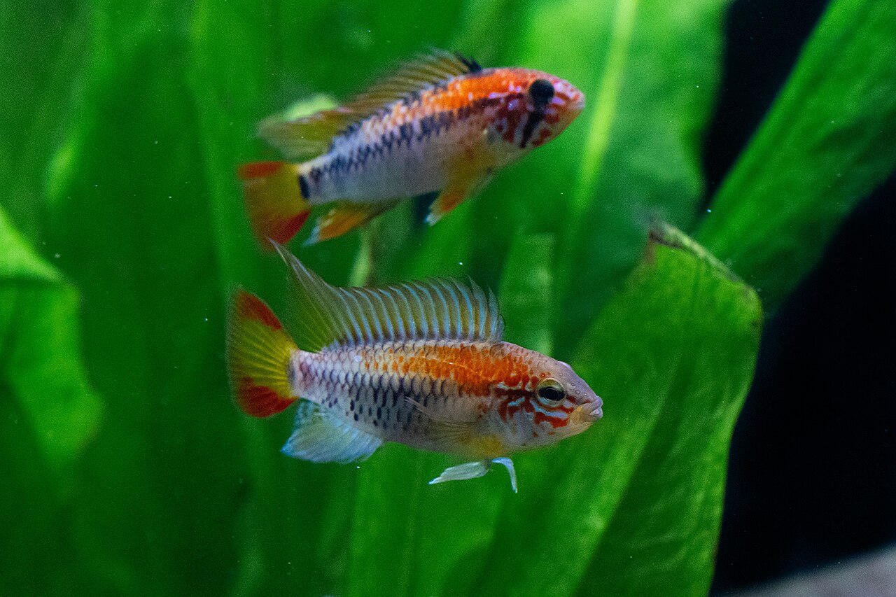 MacMaster's dwarf cichlid (Apistogramma macmasteri)