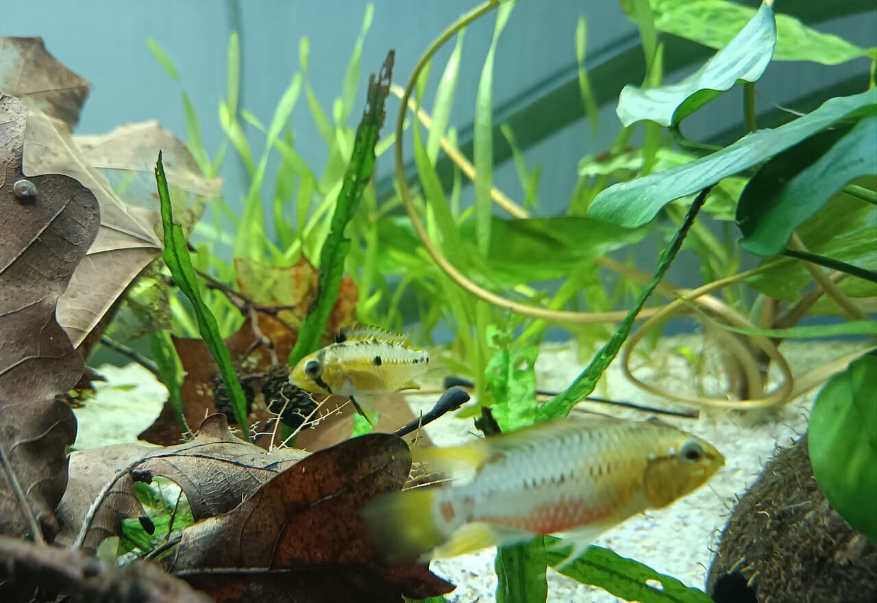 Hongslo's dwarf cichlid (Apistogramma hongsloi)