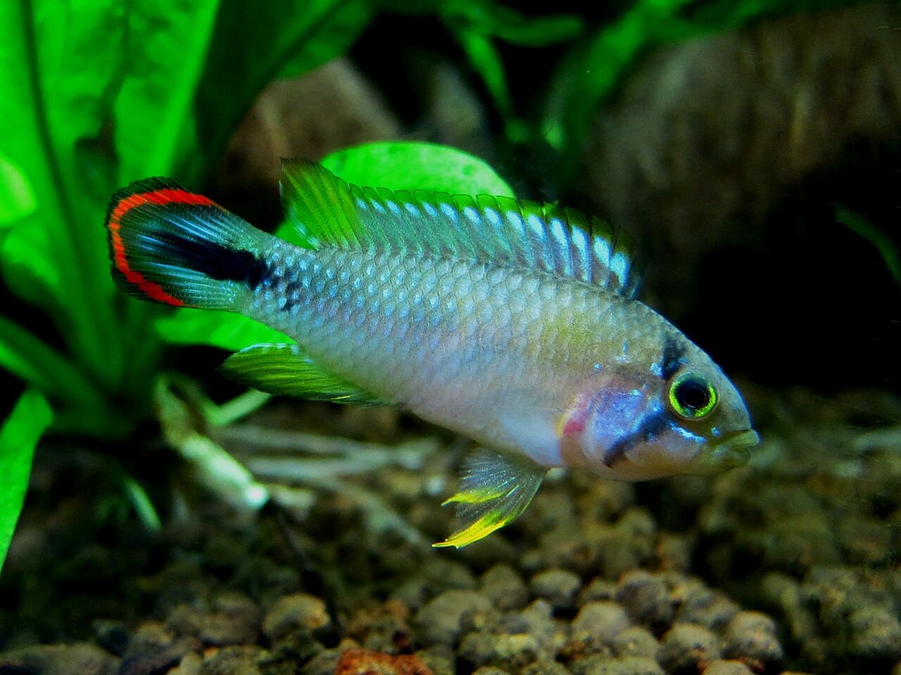 Blue panda dwarf cichlid (Apistogramma panduro)